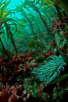 Underwater scenery © Mike Deaton